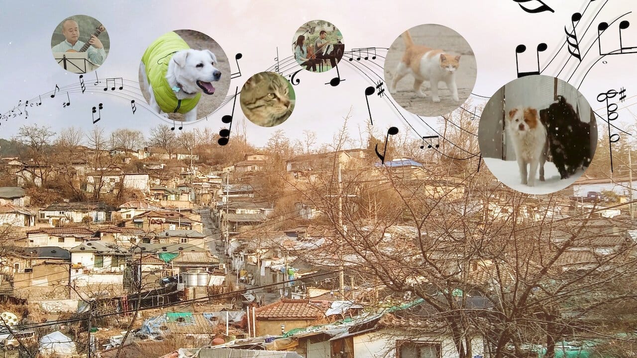 A Time for Dogs and Cats